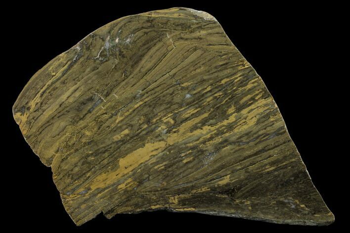 Polished Stromatolite (Kussiella) Slab - Billion Years #130627